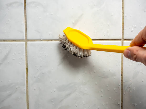 Best Mold Damage Repair  in Maryville, TN