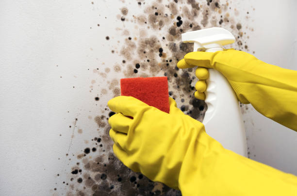 Best Fast Mold Removal  in Maryville, TN