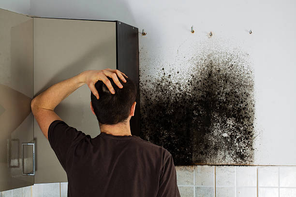 Office Mold Removal Services in Maryville, TN