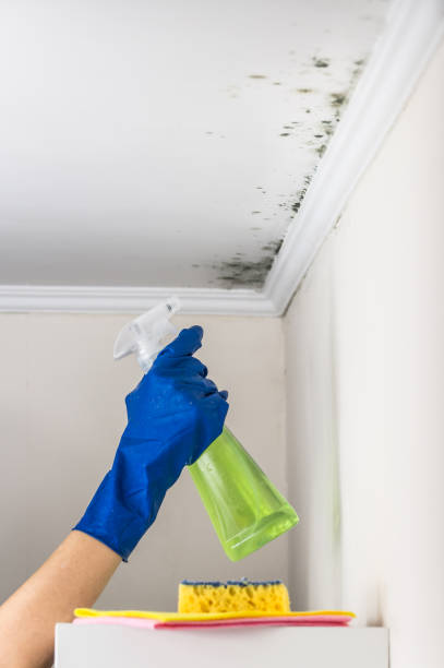 Mold Removal Process in Maryville, TN